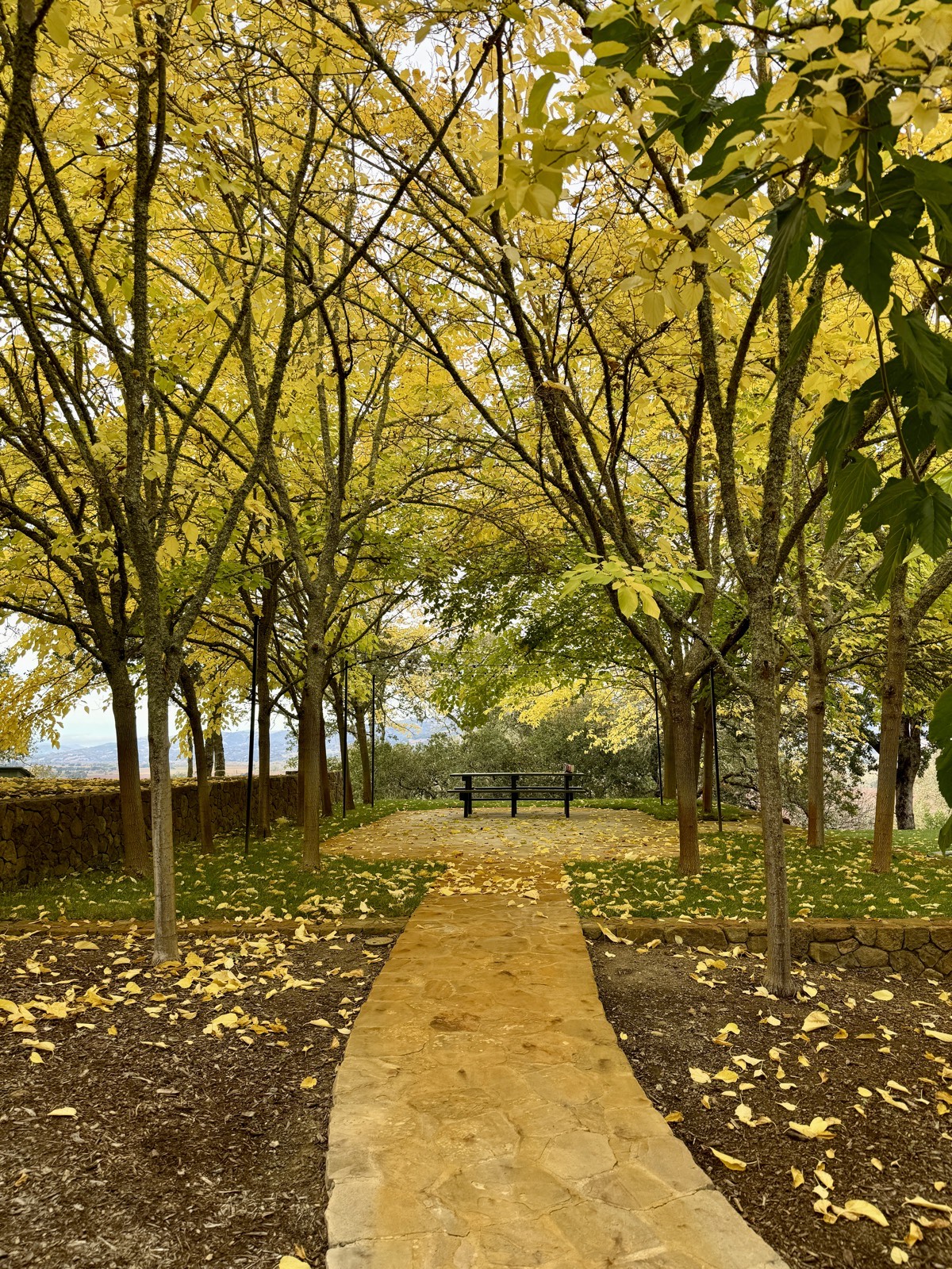 Tree-lined stone pathway with autumn leaves