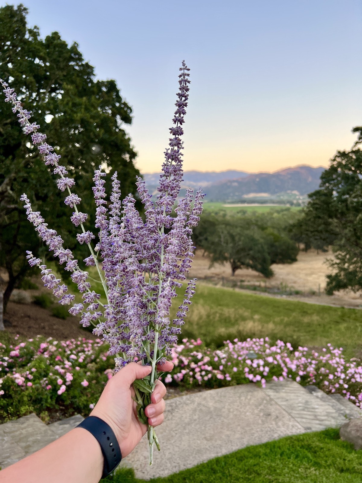Lavender bouquet with valley sunset