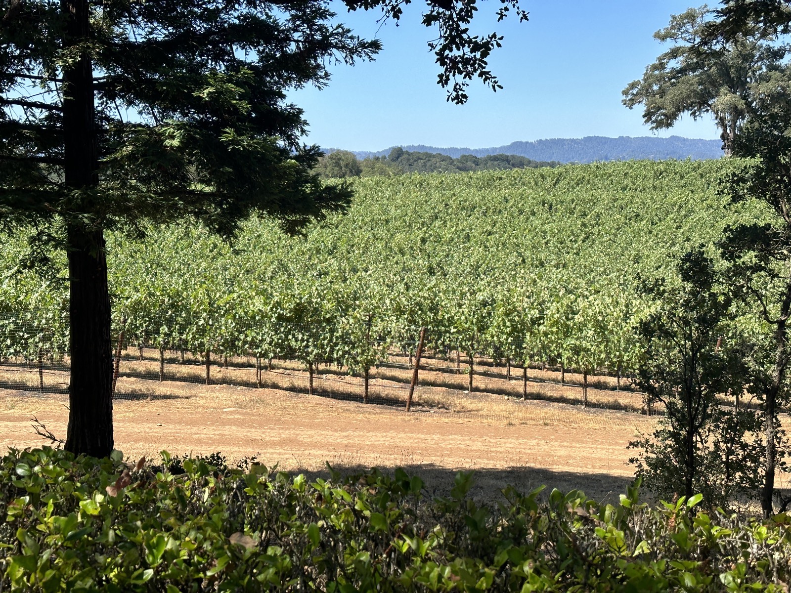 Vineyard rows stretching into the hills